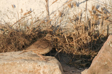 Thekla Lark, Galerida theklae, resting on rocks