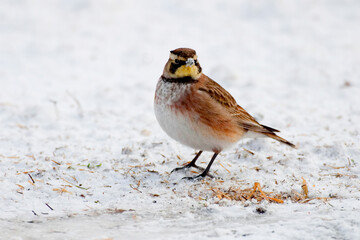 Horned  Lark, Eremophila alpestris, standing in snow