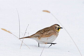 Horned  Lark, Eremophila alpestris, walking in snow