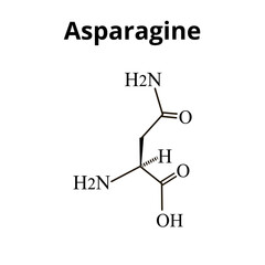 Asparagine is an amino acid. Chemical molecular formula Asparagine is amino acid. Vector illustration on isolated background