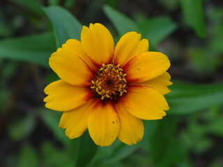 ZINNIA. CINIA. PLANTA VERDE CON UNA FLOR. LA FLOR TIENE VARIOS PÉTALOS. COLORES BRILLANTES.