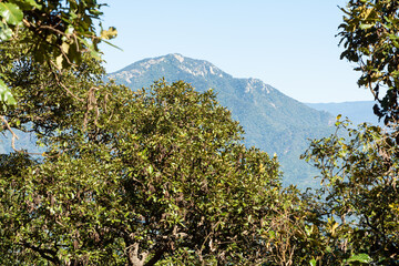 Obraz premium el algodonal