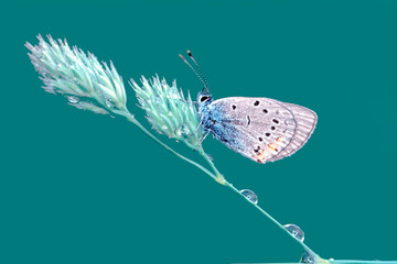 Macro shots, Beautiful nature scene. Closeup beautiful butterfly sitting on the flower in a summer garden.