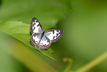 Common Pierrot butterfly on leaf