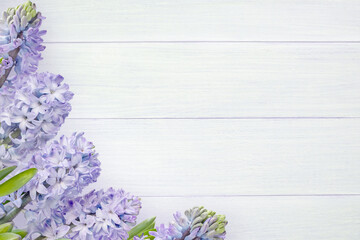 Hyacinth purple flowers and buds on the white rough painted wooden planks background.
