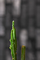 close up of a cactus