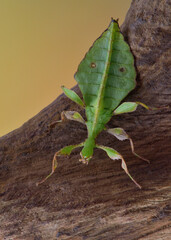Phyllium mabantai extreme insect macro 