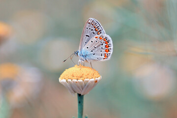 Macro shots, Beautiful nature scene. Closeup beautiful butterfly sitting on the flower in a summer garden.