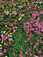 flowers in the garden