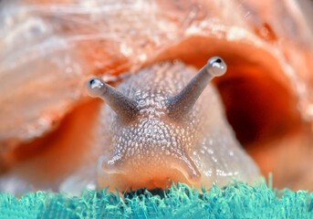 Close up  beautiful Snail in the garden