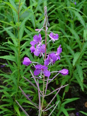 EPIOBIUM HIRSUTUM. ADELFINA PELOSA O HIERBA DE SAN ANTONIO. DETALLE DE LA FLOR Y DE LA LANOSIDAD. FLOR DE COLOR ROSA O P&Uacute;RPURA.