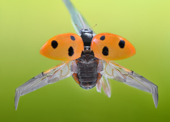 Closeup macro of Polish Ladybug jump and flying on natural background. 