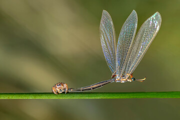 Close up  beautiful jumping spider  