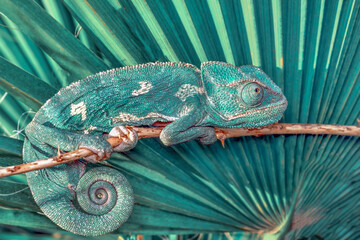 Macro shots, Beautiful nature scene green chameleon 