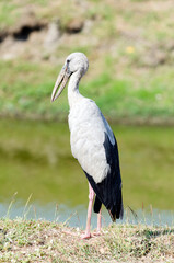 Asian openbill stork (Anastomus Oscitans), Thailand