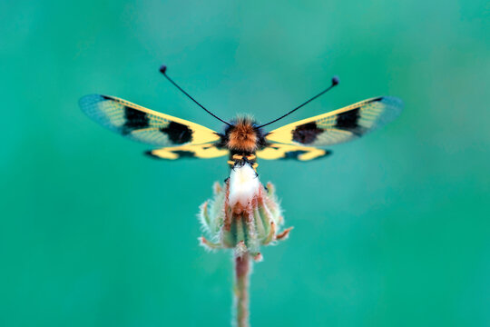 Owlfly Libelloides macaronius net-winged insect