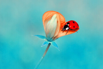 Beautiful ladybug on leaf defocused background