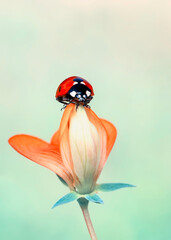 Beautiful ladybug on leaf defocused background