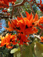 Beautiful Butea monosperma bloom blown by the wind, Flame Of The Forest in Thailand.