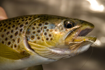 A brown trout with a fly in it's mouth.