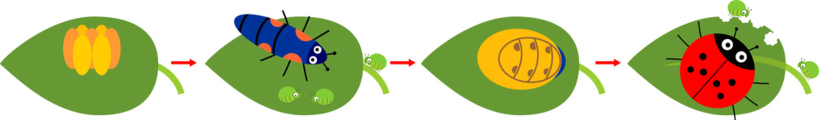 Life cycle of ladybug. Sequence of stages of development of cartoon ladybug from egg to adult insect isolated on white background