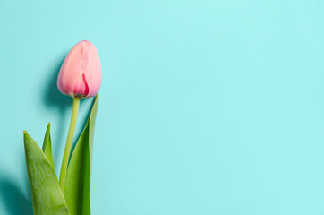 Spring Flowers  composition. Tulip flowers on pastel blue background. Valentines day, mothers day, womens day concept. Top view, flat lay, copy space.