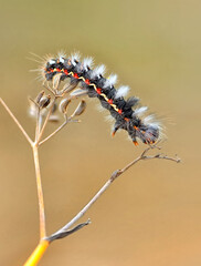 Macro shots, Beautiful nature scene. Close up beautiful caterpillar of butterfly  