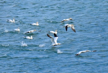 Gannets at Ploumanach in Brittany, France
