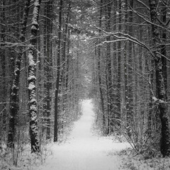 Winter pine forest under white snow.  Winter forest landscape. Tall trees under snow cover. Snowy path during winter in the forest.