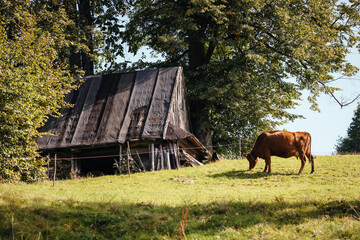 Cow in the meadow © Jakub Wąsowicz