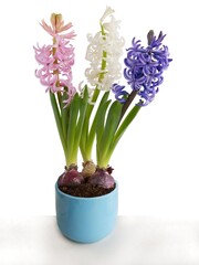 multicolor flowers of hyacinth plant at spring
