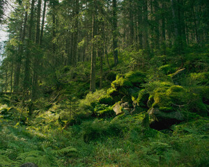 Green Forest 