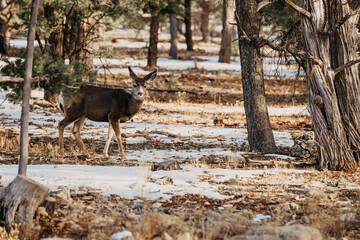 deer in the forest