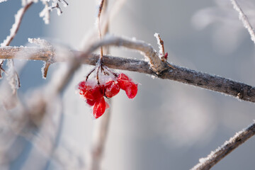 Dry frozen old grass with seeds, berries, late autumn, early winter, beautiful natural background, landscape
