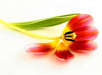 multicolor pretty tulips close up isolated