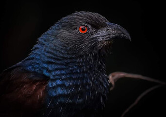 close up of a pigeon