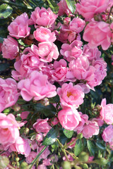 Bush roses int garden, summer