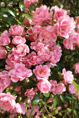 Pink roses in the garden, summer