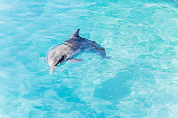 one young beautiful dolphin emerges from water, playful  animal swims and dancing under Red Sea, sunny day  in the dolphin reef, top place to visit in eilat,  Conservation and protection of animals.