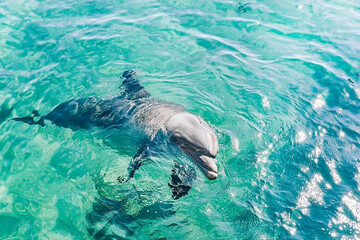 one young beautiful dolphin emerges from water, playful  animal swims and dancing under Red Sea, sunny day  in the dolphin reef, top place to visit in eilat,  Conservation and protection of animals.