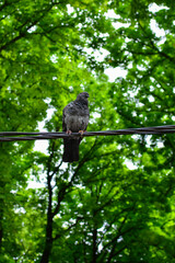 Pigeon standing on power cable. A pigeon perched on the electrical wiring. Green treetops in background.