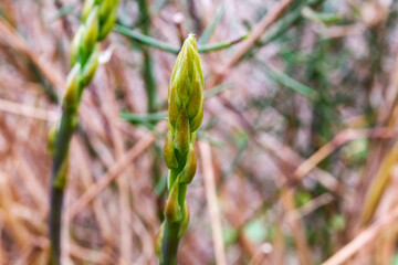 Foreground with unfocused background of wild asparagus buds.