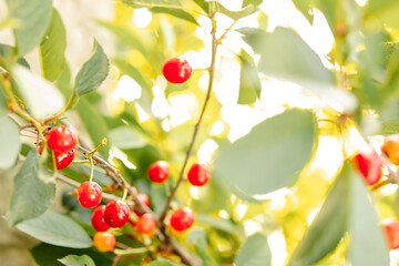 juicy bright red cherries hang on a tree with green leaves. sunlight and glare, summer background.
