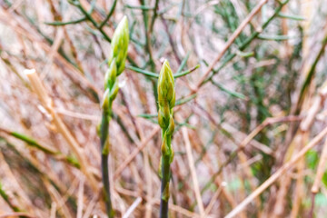 Edible wild green asparagus, spring buds.