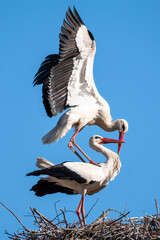 Two storks mating on a nest blue background