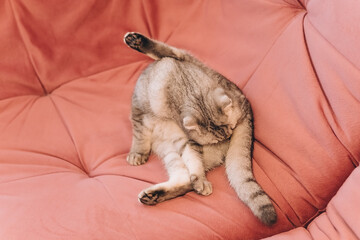 one tabby gray  fluffy cat is lying on the couch, sunny morning  washing and licking his ass. hygiene and health care for animals in the room on a pink soft sofa and rests..