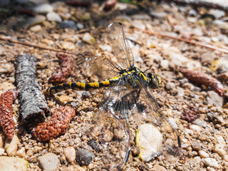 Atrigrated dragonfly -Gomphus simillimus- perched on the bank of a stream in a Mediterranean area.