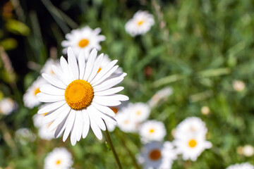chamomile grows in the summer in a clearing