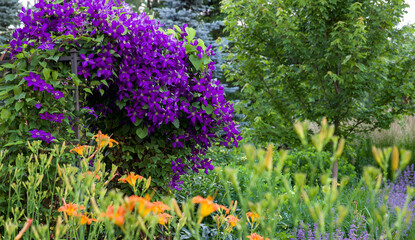 Fototapeta premium Gorgeous purple jackamanni and dutch pipe completely covering a metal arbor in this residential garden. 