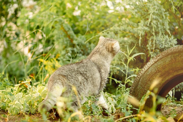 Obraz premium beautiful gray tabby cat walks on the street in the grass. photo of the animal in full growth, the cat went hunting and looks into the distance.